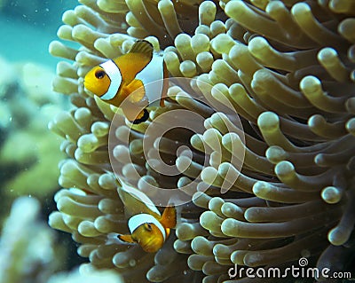 Beautiful Clown Fish Symbiose With Anemone Stock Photo