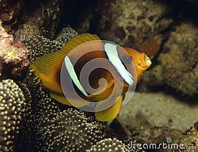 Beautiful clownfish Stock Photo