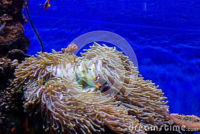 Beautiful clownfish in a large aquarium Stock Photo