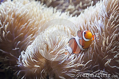 Beautiful Clownfish and Sea Anemone Stock Photo