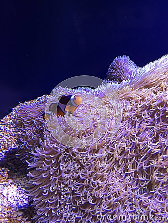 Beautiful Clownfish Swimming on Carpet Anemone Stock Photo