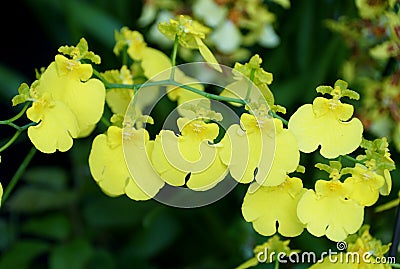 Beautiful cluster of tiny yellow Oncidium Dancing Lady orchids Stock Photo