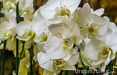 Beautiful cluster of white moth orchid flowers, Flowering plant from Asia, Nature background Stock Photo