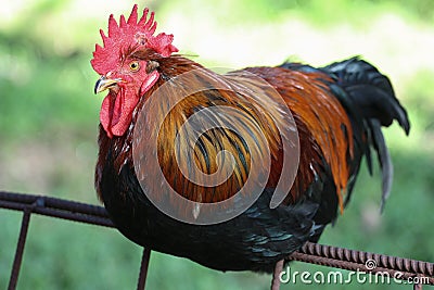 A beautiful cock sitting on a fence Stock Photo