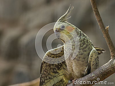 Beautiful Cockatiel (Nymphicus hollandicus) perched on a tree branch, on blurred background Stock Photo