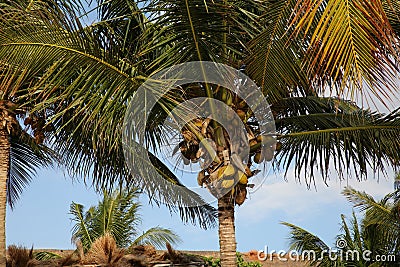 Beautiful coconuts growing on green palm outdoors Stock Photo