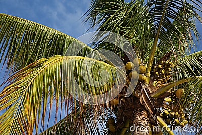 Beautiful coconuts growing on palm outdoors, low angle view Stock Photo