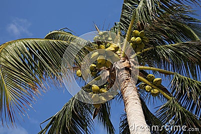 Beautiful coconuts growing on palm outdoors, low angle view Stock Photo