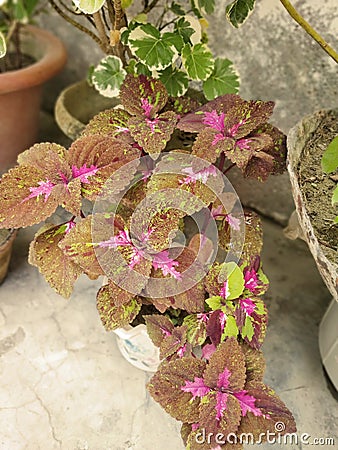 Beautiful coleus home plants Stock Photo