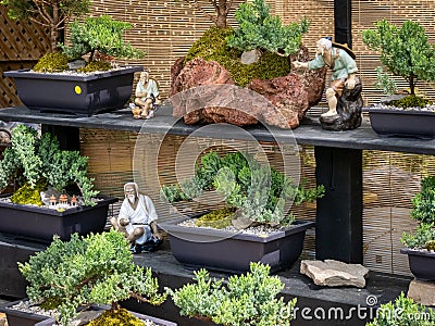 Beautiful collection of bonsai trees with pots in Aberfoyle Antique Market Editorial Stock Photo