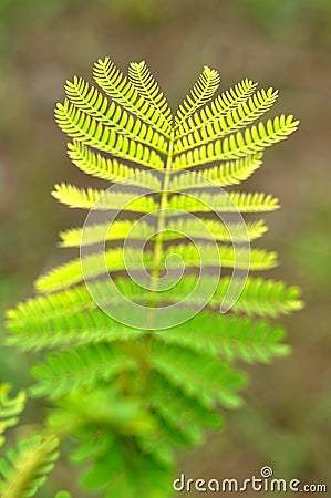 Beautiful color composition of leaf Stock Photo