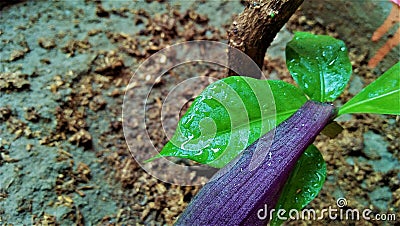 Beautiful color leafs Stock Photo