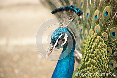 Beautiful color peacock Stock Photo