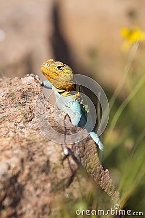 Beautiful coloration of collared lizard Stock Photo