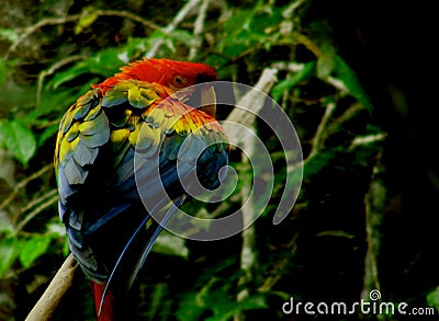 Beautiful coloration of a scarlet macaw in a stunning pose on a branch Stock Photo