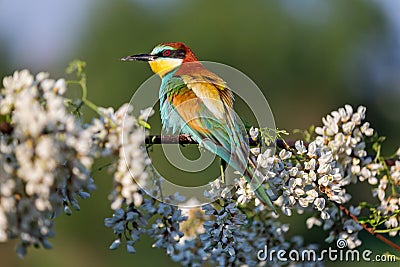 Beautiful colored bird sits among a flowering robinia tree Stock Photo