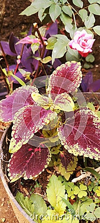 beautiful colored ornamental plants in front of the house Stock Photo