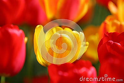 Beautiful colored red and yellow tulips on a field Stock Photo