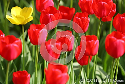 Beautiful colored red and yellow tulips on a field Stock Photo
