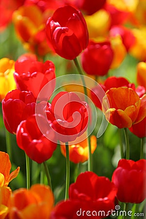 Beautiful colored red and yellow tulips on a field Stock Photo