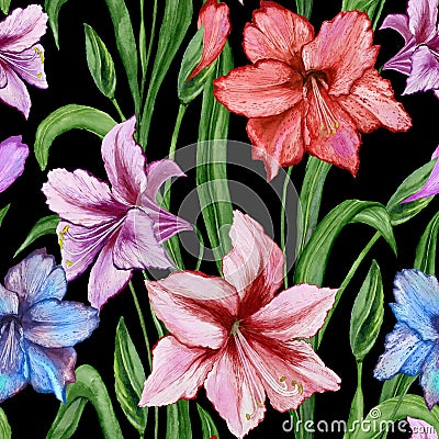 Beautiful colorful amaryllis flowers with green leaves on black background. Seamless spring pattern. Watercolor painting. Cartoon Illustration