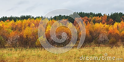 Beautiful colorful autumn forest, cloudy rainy weather. Stock Photo