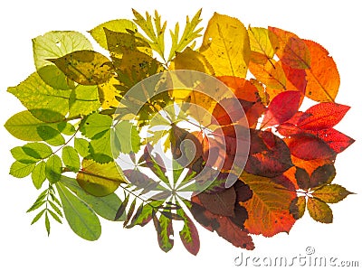 Beautiful colorful autumn leaves Stock Photo