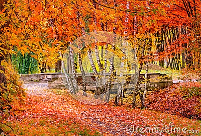 Beautiful Colorful Autumn Leaves . wonderful view. Stock Photo