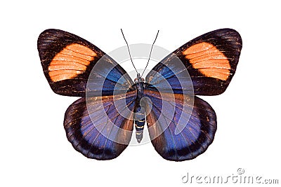 Beautiful colorful butterfly isolated on white Stock Photo