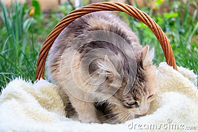 A beautiful colorful cat lying in a basket Stock Photo