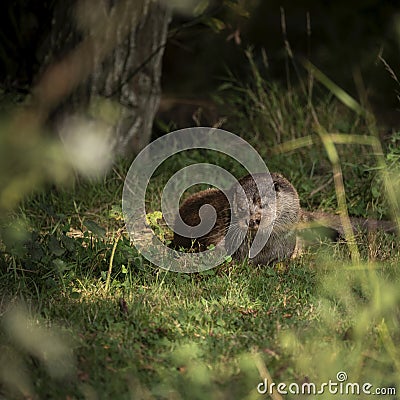 Beautiful colorful close up portrait of Otter Mustelidae Lutrinae on riverbank in late Summer Stock Photo