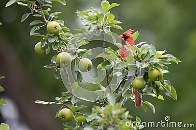 Beautiful ,colorful closeup of a male cardinal Stock Photo