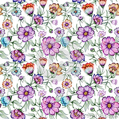 Beautiful colorful cosmos flowers with leaves on white background. Seamless floral pattern. Watercolor painting. Cartoon Illustration