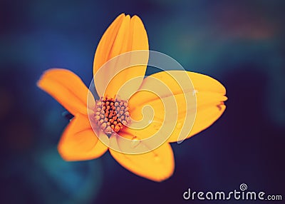 Beautiful colorful fairy dreamy magic yellow flower with water drops on leaves, blue purple blurry background Stock Photo