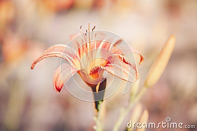 Beautiful colorful fairy dreamy magic yellow red flower, blurry background Stock Photo