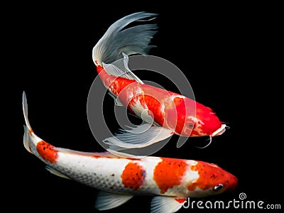 Beautiful colorful fancy carp fish Stock Photo