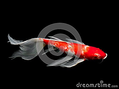 Beautiful colorful fancy carp fish Stock Photo