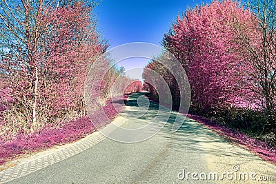 Beautiful and colorful fantasy landscape in an asian purple infrared photo style Stock Photo