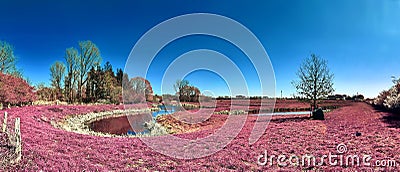 Beautiful and colorful fantasy landscape in an asian purple infrared photo style Stock Photo