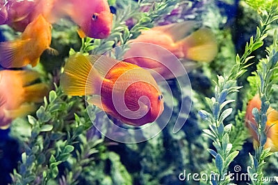 Beautiful colorful fish in the aquarium Stock Photo