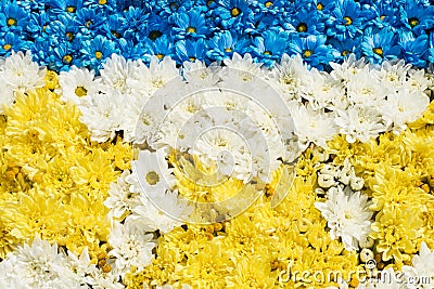 Beautiful colorful flowers background. Colorful hrysanthemum flowers. Top view Stock Photo