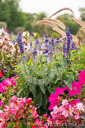 Beautiful and colorful flowers in garden with a blurry background Stock Photo