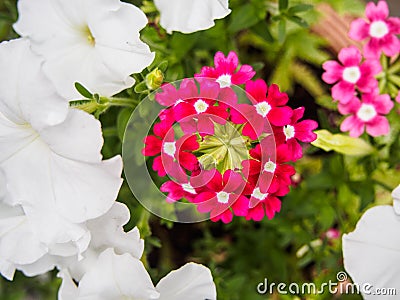 Beautiful colorful flowers on the nature background Stock Photo