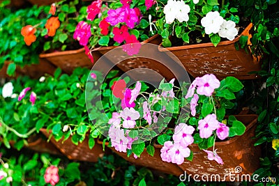 Beautiful flowers in the vertical garden Stock Photo