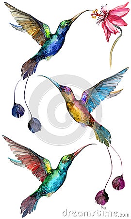 Beautiful colorful flying hummingbirds isolated on white background. Stock Photo