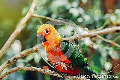 Beautiful colorful green and yellow parrot jandaya parakeet or jenday conure closeup portrait sitting on tree Stock Photo