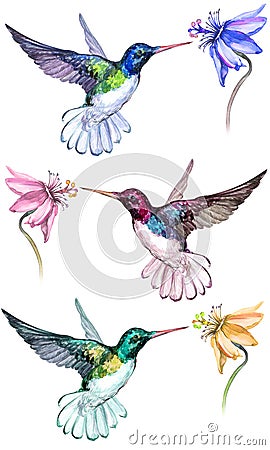 Beautiful colorful hummingbirds drink flower nectar. Isolated on white background. Stock Photo