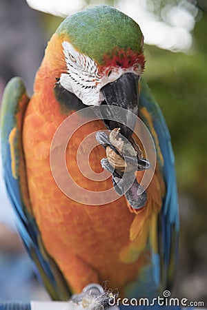 Beautiful colorful Macaw parrot eating a walnut Stock Photo