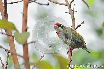 Beautiful and colorful male coppersmith barbet or crimson breasted barbet in breeding plumage perching on a branch Stock Photo