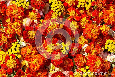 Beautiful colorful marigold flowers background. Aster, carnation and rose flowers. Top view Stock Photo